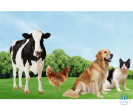Veterinary Nutrition Manufacturer for Animal Health Needs