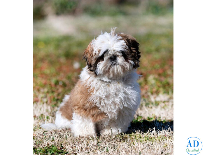 Shih Tzu Puppies For Sale In Hyderabad