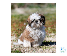 Shih Tzu Puppies For Sale In Hyderabad