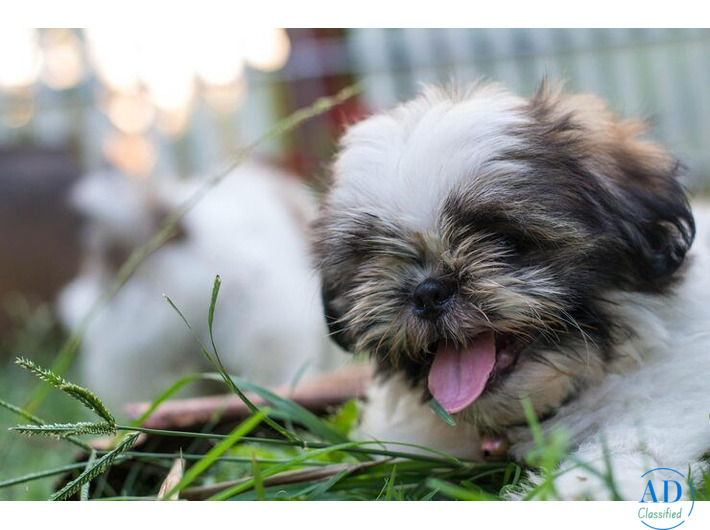 Shih Tzu Puppies For Sale In Delhi