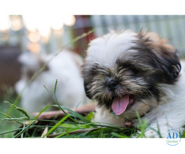 Shih Tzu Puppies For Sale In Delhi
