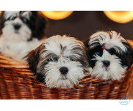 Shih Tzu Puppies For Sale In Mumbai