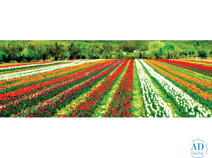 Kashmir Luxury Escape – Heritage, Culture & Stunning Landscapes