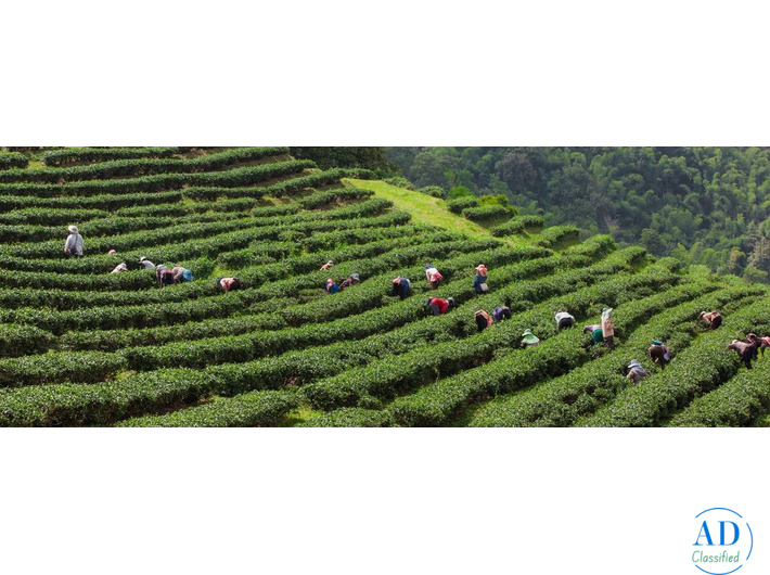 Premium Nagaland Holiday – Culture, Heritage & Festivals