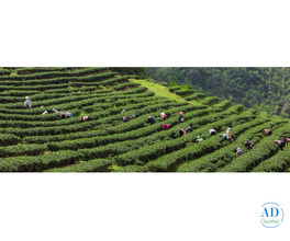 Premium Nagaland Holiday – Culture, Heritage & Festivals