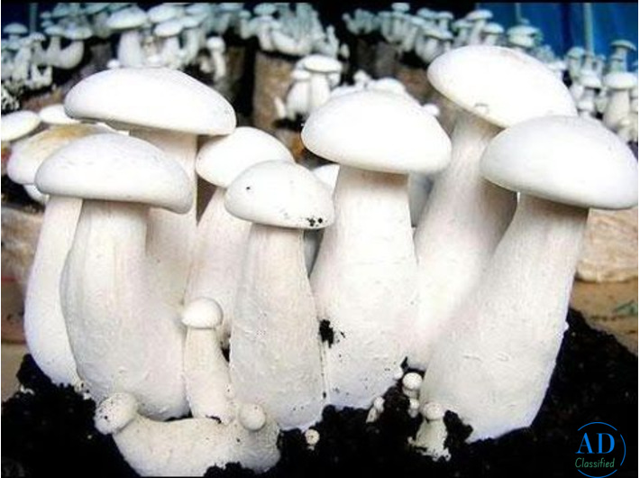 Discover the Goodness of Milky Mushrooms with Gachwala