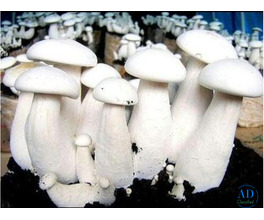 Discover the Goodness of Milky Mushrooms with Gachwala