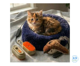 Interactive Cat Toys USA | Keep Your Cat Active - AZ Paws