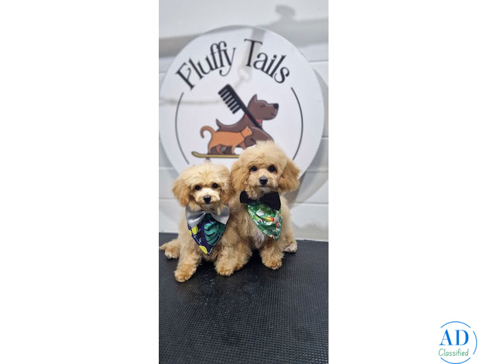 Professional Pet Grooming at Your Doorstep with Fluffy Tails