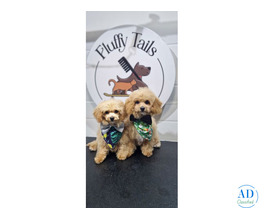 Professional Pet Grooming at Your Doorstep with Fluffy Tails