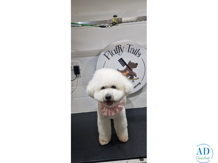 Professional Pet Grooming at Your Doorstep with Fluffy Tails