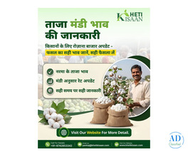 Real Time Cotton Prices in India