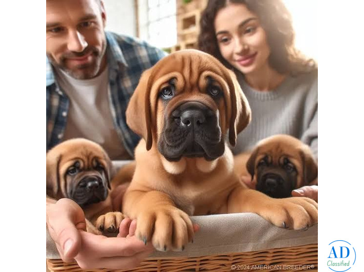 English Mastiff Puppy A Powerful, Brilliant , Active and intelligent cute puppy