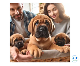 English Mastiff Puppy A Powerful, Brilliant , Active and intelligent cute puppy