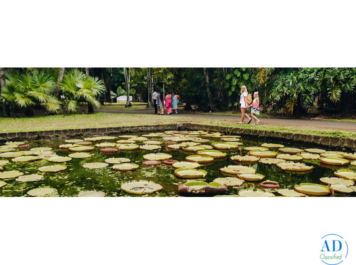 Experience the Best of Mauritius with Odyssey Travels