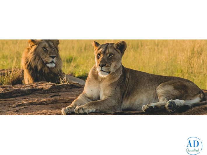 Kenya Holiday Packages with Luxury Maasai Mara Safaris