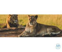 Kenya Holiday Packages with Luxury Maasai Mara Safaris