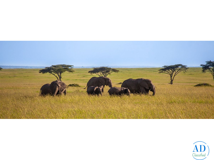 Kenya Holiday Packages with Luxury Maasai Mara Safaris