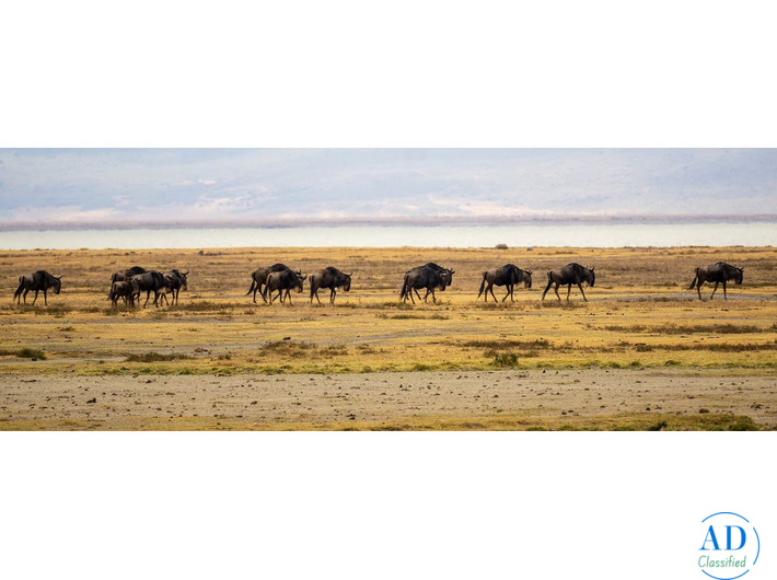 Kenya Holiday Packages with Luxury Maasai Mara Safaris
