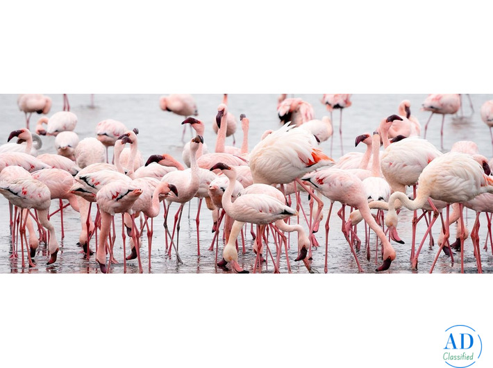 Kenya Holiday Packages with Luxury Maasai Mara Safaris