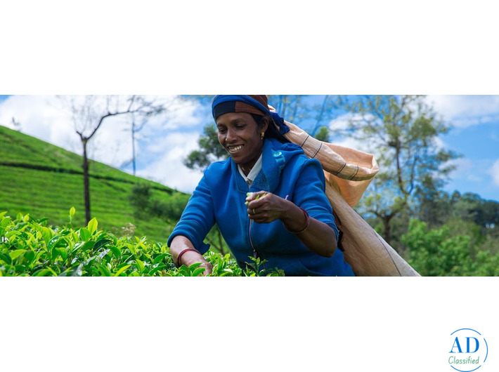 Sri Lanka Tour Packages with Wildlife, Beaches & Tea Hills