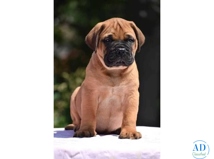 English Mastiff Cute Puppy