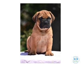 English Mastiff Cute Puppy